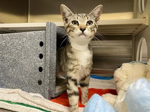 CASSAVA - Domestic Short Hair available for adoption