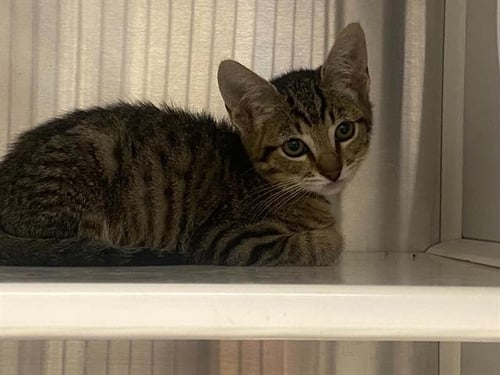 CHRISTIAN - Domestic Short Hair for adoption in Garden Grove