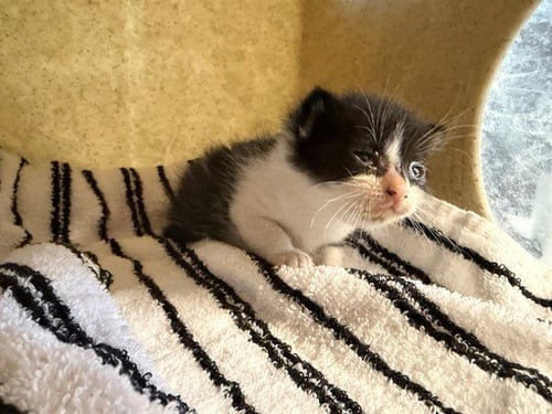 PAW MALONE - Domestic Short Hair available for adoption