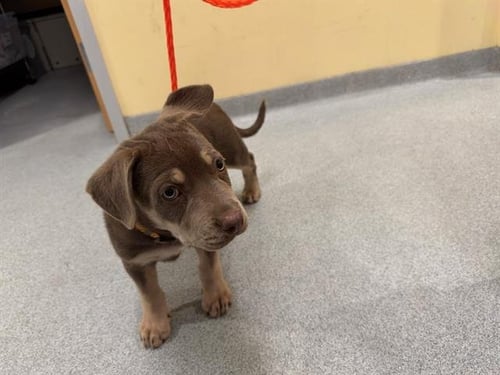 MADAME - Australian Shepherd available for adoption