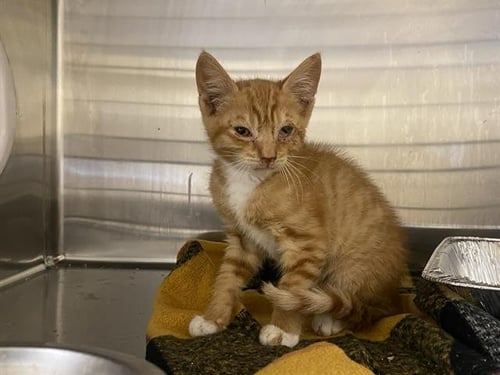 TROOPER - Domestic Short Hair for adoption in Santa Ana