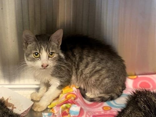 ROSIE - Domestic Short Hair available for adoption