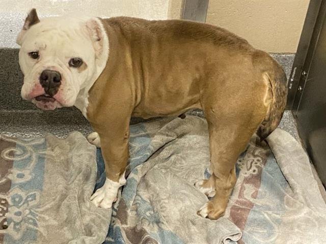 LANA - English Bulldog available for adoption