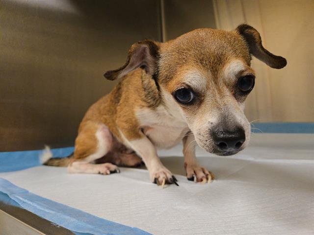 CORK - Chihuahua available for adoption