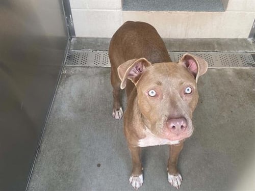 CATHERINE - Pit Bull Terrier available for adoption