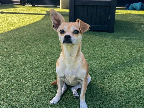 SCHATZI - Chihuahua available for adoption