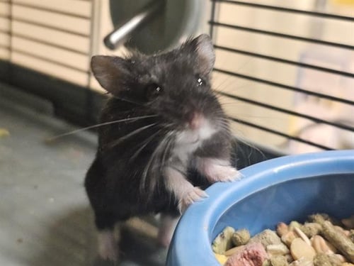 LUNA - Hamster available for adoption