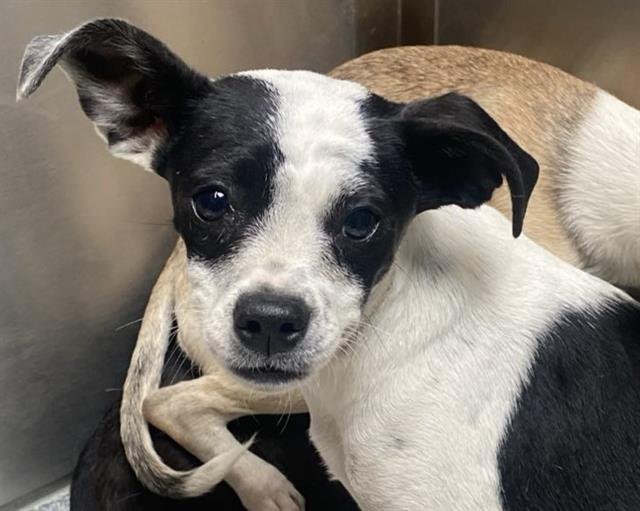 DOTTIE - Chihuahua available for adoption