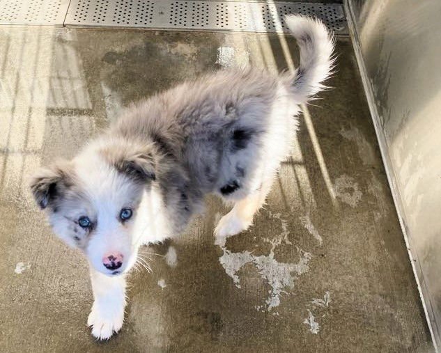 SADIE - Australian Shepherd available for adoption