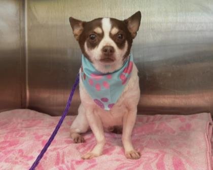 CANTINFLAS - Chihuahua available for adoption