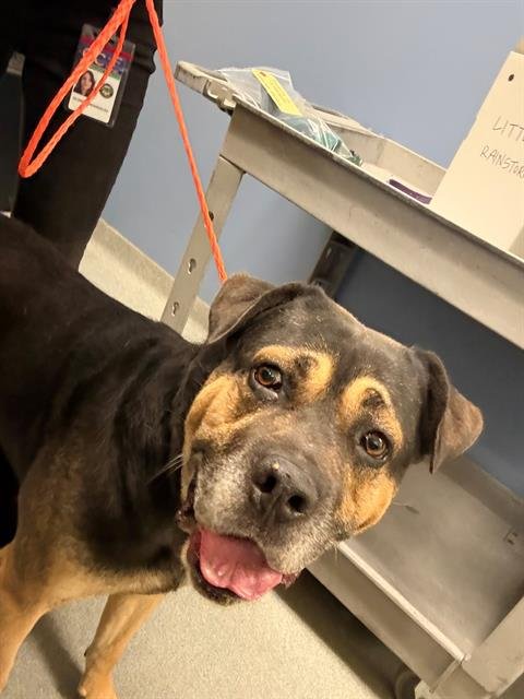 MYSTIC MAN - Rottweiler available for adoption