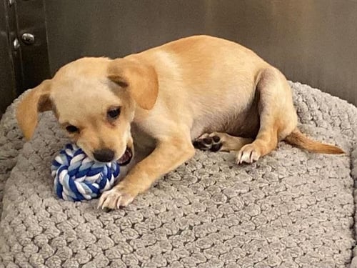 FIONA - Chihuahua available for adoption