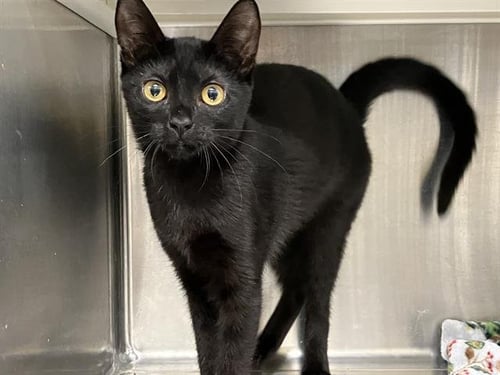 KATY PURRY - Domestic Short Hair available for adoption