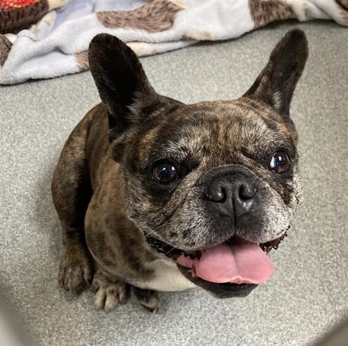 POPPY - French Bulldog available for adoption