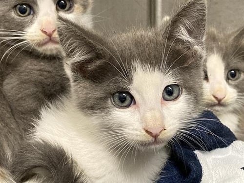 DEVERA - Domestic Medium Hair available for adoption