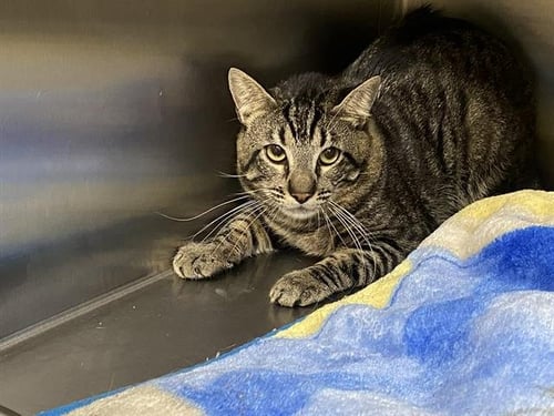 MAX - Domestic Short Hair available for adoption