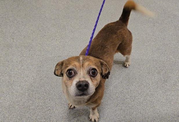 COSMO - Pug / Beagle available for adoption