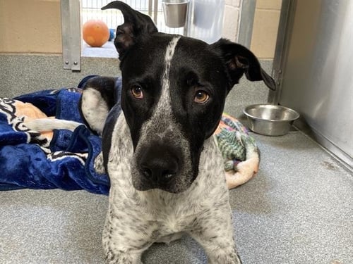 FRASIER - Pointer / Labrador Retriever available for adoption