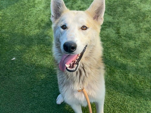 MOTI - German Shepherd Dog available for adoption