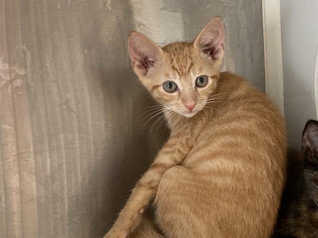 TWISTER - Domestic Short Hair available for adoption