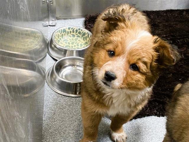 DEL REY - Australian Shepherd available for adoption