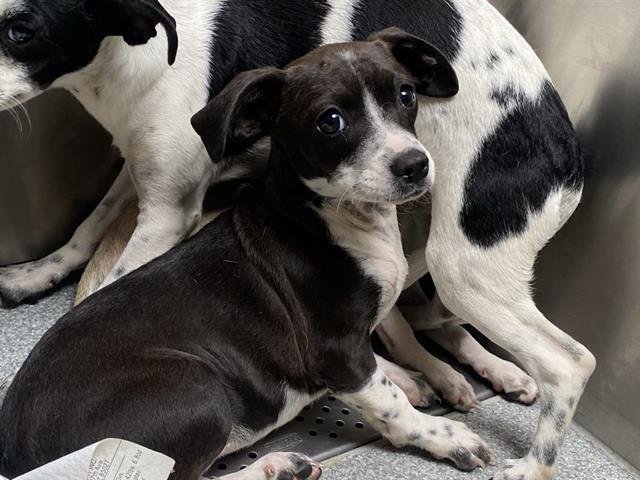 MARBLE - Chihuahua available for adoption