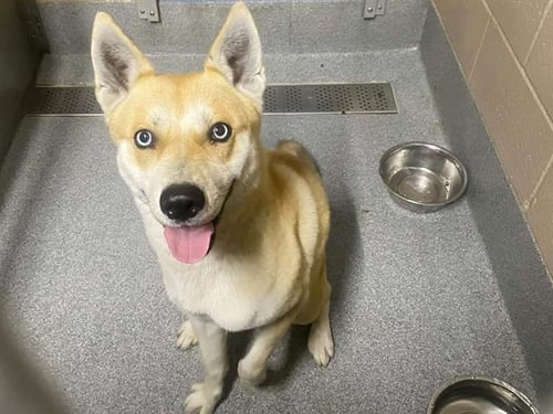 ALFIE - Siberian Husky / German Shepherd Dog available for adoption