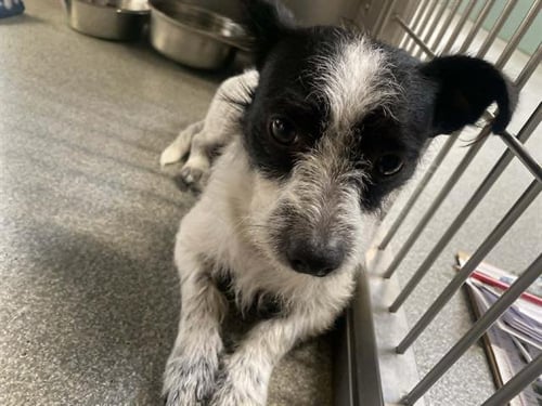 SPARKY - Cairn Terrier / Parson Russell Terrier available for adoption