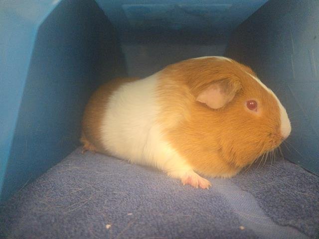 ROSIE - Guinea Pig available for adoption