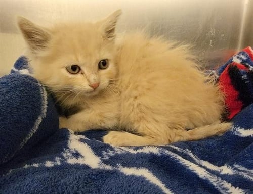 CLIFFORD - Domestic Medium Hair available for adoption
