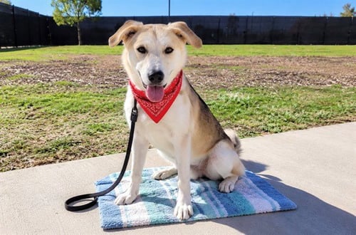 JASPER - Labrador Retriever / Siberian Husky available for adoption