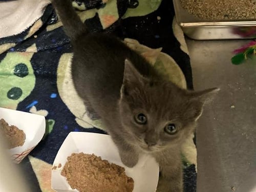 MISO - Domestic Short Hair available for adoption