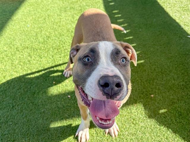 DAWSON - Pit Bull Terrier available for adoption