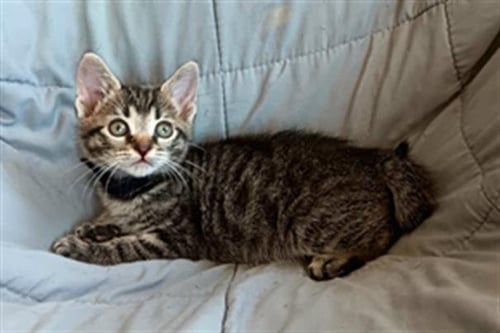 SAMWISE - Domestic Short Hair available for adoption