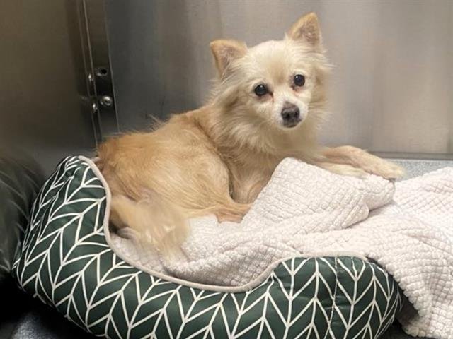 BUTTERCUP - Pomeranian / Chihuahua available for adoption