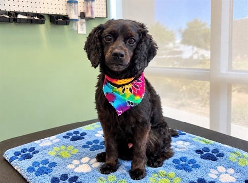 ANAKIN - Cocker Spaniel available for adoption