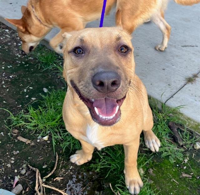 TEDDY - Pit Bull Terrier available for adoption