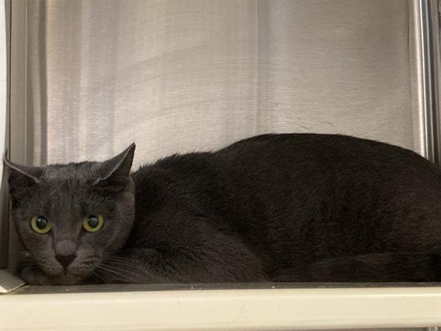 AMANDA MEWNES - Domestic Short Hair available for adoption