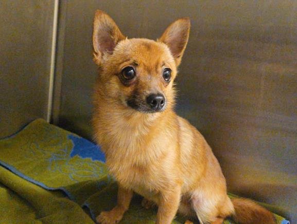 ACORN - Chihuahua available for adoption