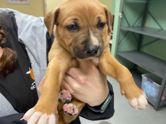 PICO - Australian Cattle Dog/Blue Heeler / Labrador Retriever available for adoption