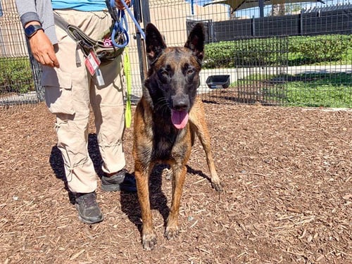 DILLINGER - Belgian Shepherd Malinois available for adoption