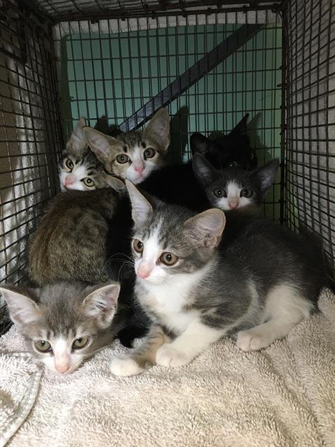 A1979316 - Domestic Short Hair available for adoption