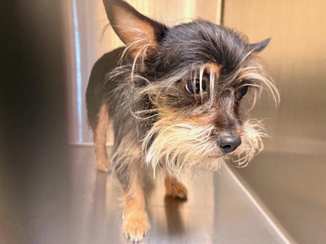 WEDNESDAY - Cairn Terrier / Yorkshire Terrier Yorkie available for adoption