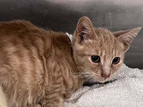 EMBER - Domestic Short Hair available for adoption