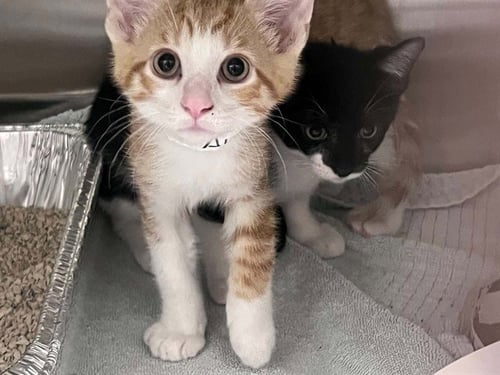 GHOUL - Domestic Short Hair available for adoption
