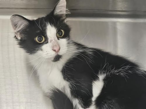 BEE - Domestic Short Hair available for adoption