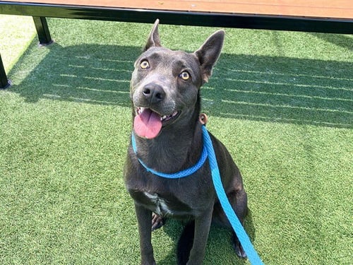 SEAWEED - Australian Kelpie available for adoption