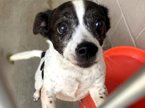 REBA - Chihuahua available for adoption