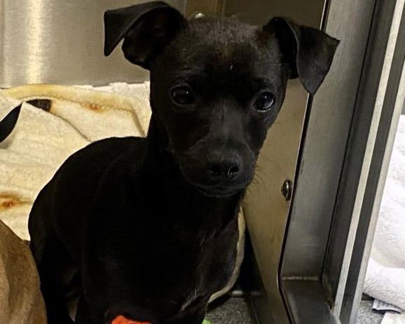 BENNY - Chihuahua available for adoption