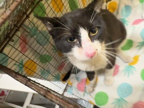 CHRISTIAN - Domestic Short Hair available for adoption